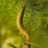 Potapnik vroubeny - Dytiscus marginalis - Great Diving Beetle - larva pozira pulce 5702